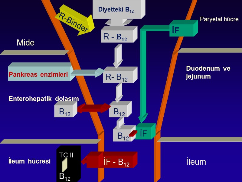 Mide Enterohepatik dolaşım İleum hücresi Pankreas enzimleri Paryetal hücre Duodenum ve jejunum Diyetteki B12